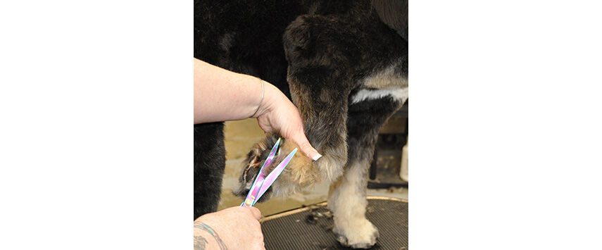 Grooming the Bernadoodle